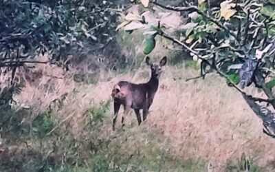 Reconnect with Nature in Style